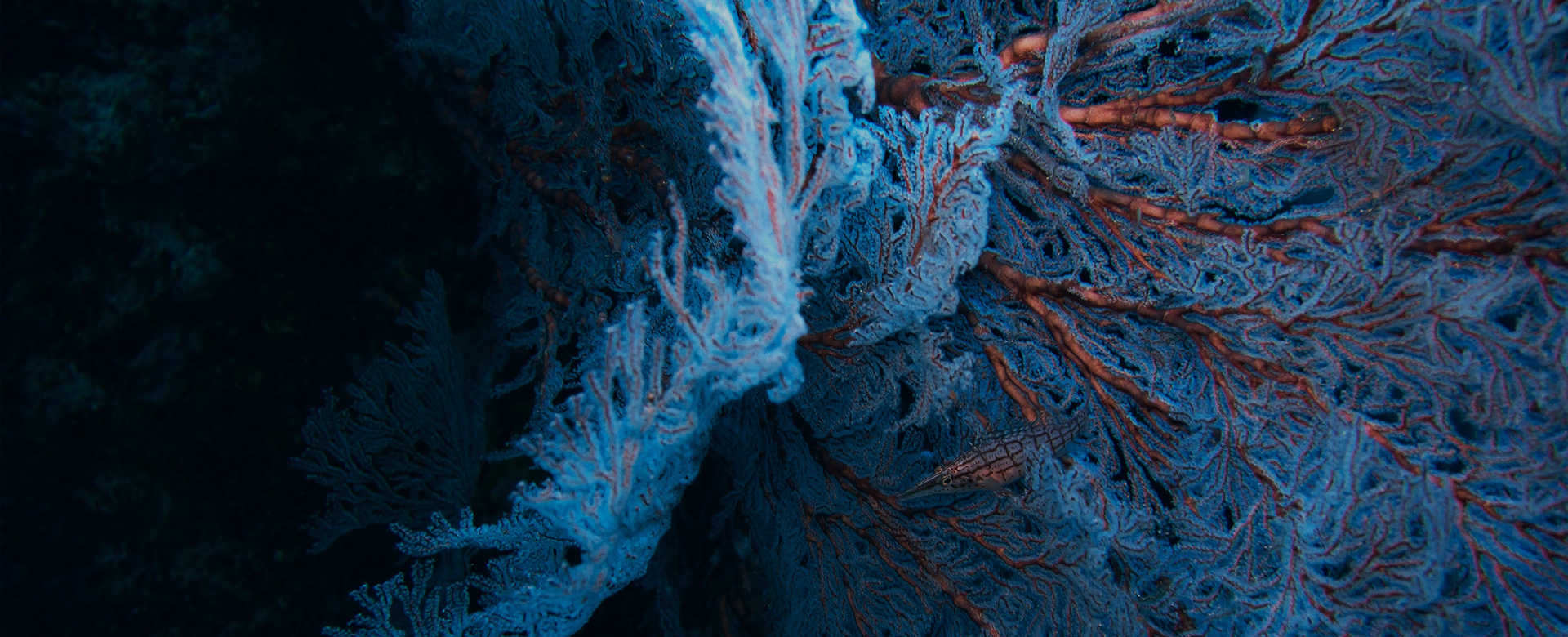 Probiotic Strain Library