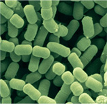 unisons® Lacticaseibacillus rhamnosus GG