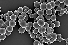 unisons® Akkermansia muciniphila AMY001