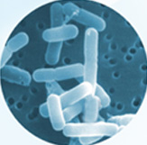 unisons® Lacticaseibacillus casei QS030