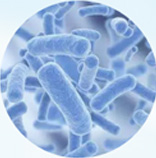 unisons® Pediococcus acidilactici QS028