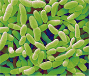 unisons® Pediococcus pentosaceus QS830