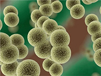 unisons® Bifidobacterium animalis subsp. lactis QS168