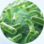 Lactiplantibacillus plantarum LZU-J-TSL6