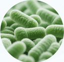 Lactiplantibacillus plantarum GLP1-LP