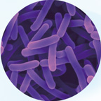 Bifidobacterium animalis subsp. lactis QS002