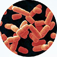 Ligilactobacillus salivarius QS104